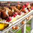 ماکی طیور، تولید و فروش تجهیزات مرغداری در قزوین