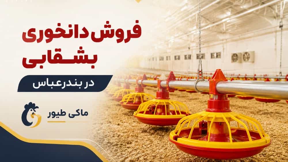 فروش دانخوری بشقابی در بندرعباس با بهترین کیفیت